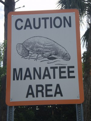 manatee