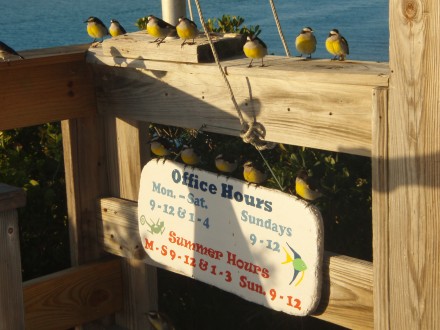 bahamas-spatzen
