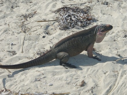 iguana1