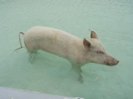 pig-beach