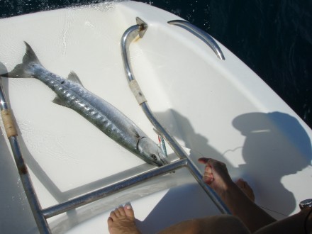 barracuda1