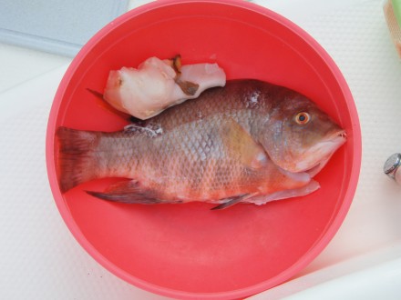 red-snapper