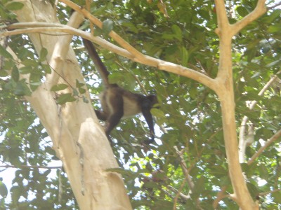 PA170061 Spider Monkey