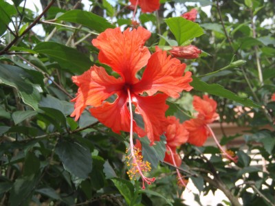 P1090018 Hibiskus Blüte