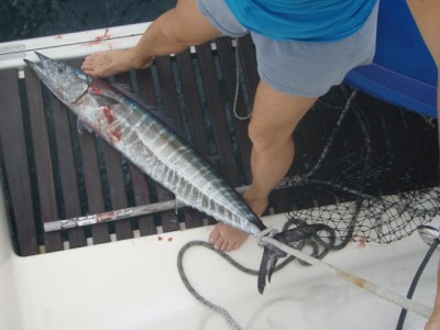 Wahoo, 7,5 kg
