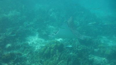 Da schwimmt ein Adlerrochen