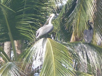 Pelikane auf die Palme gebracht