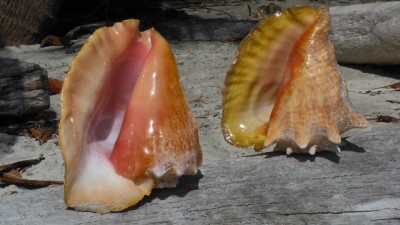 DSCF0223 (640x360)