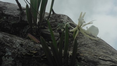 Wilde Orchideen