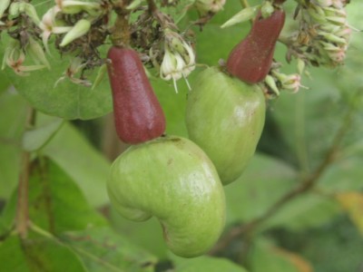 Cashewnüsse am Baum