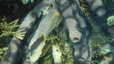 Röhrenschwamm mit Seesternen umwickelt