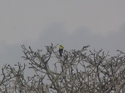 Suchbild mit Tucan