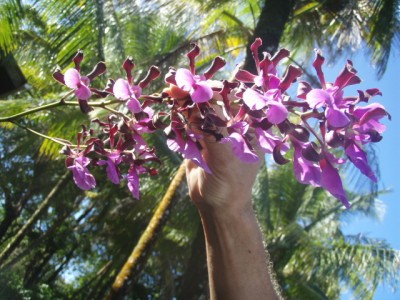 Orchideen im Vorgarten
