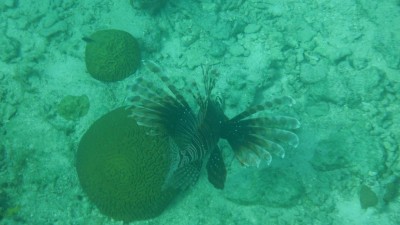 Rotfeuerfisch, in die Karibik illegal eingewandert