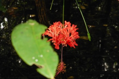 Eine andere Art Hibiskus.
