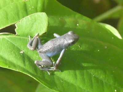 Der kleine blaue Frosch