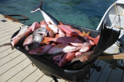 Fische im Schubkarren
