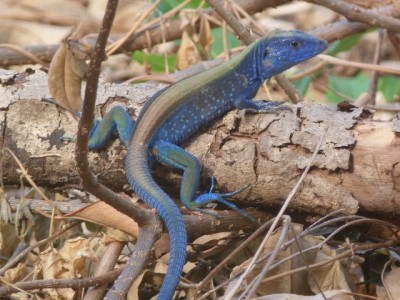 Der männliche blaue Lizzard