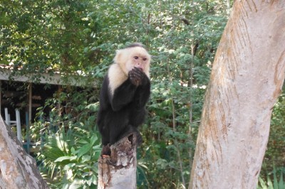 Ein Teil des "Zoo's" auf Fantasy Island