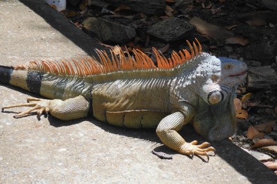 Männlicher Landleguan